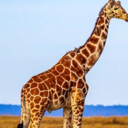 giraffe shirt